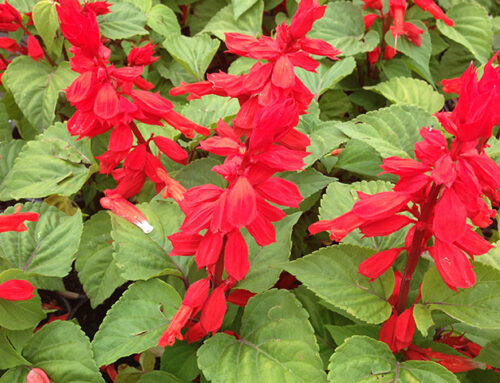 Feature Plant – Salvia