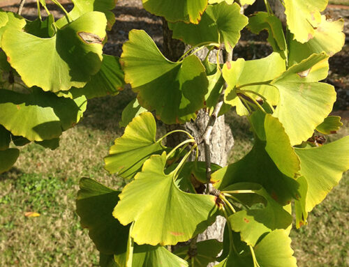 Feature Plant – Ginkgo biloba