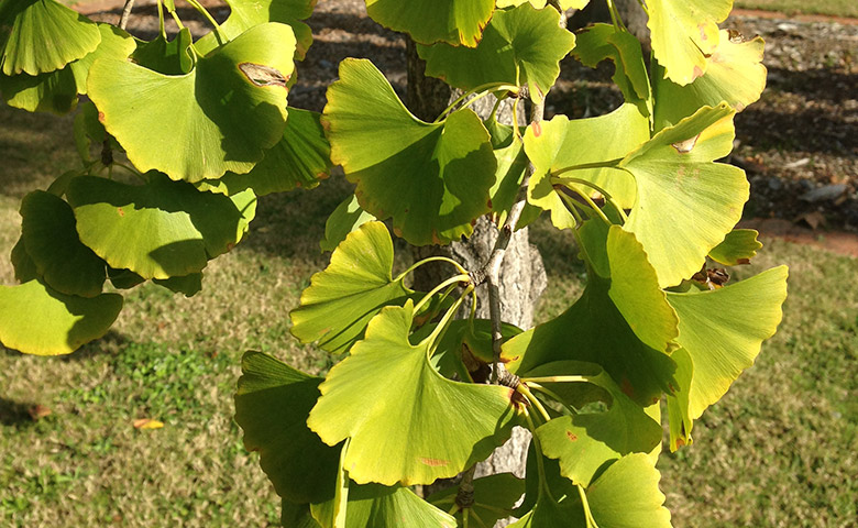 ginkgo biloba