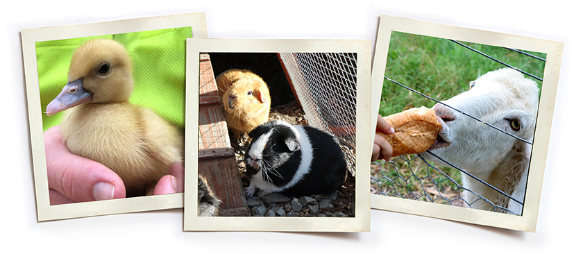Animal Care Programs | The Secret Garden & Nursery | 02 9686 4155