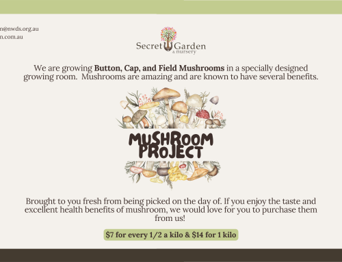 Mushroom Project